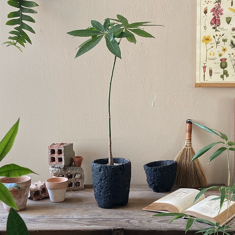 植物私生活  原生发财树招财树独杆造型 意境氛围感室内植物盆