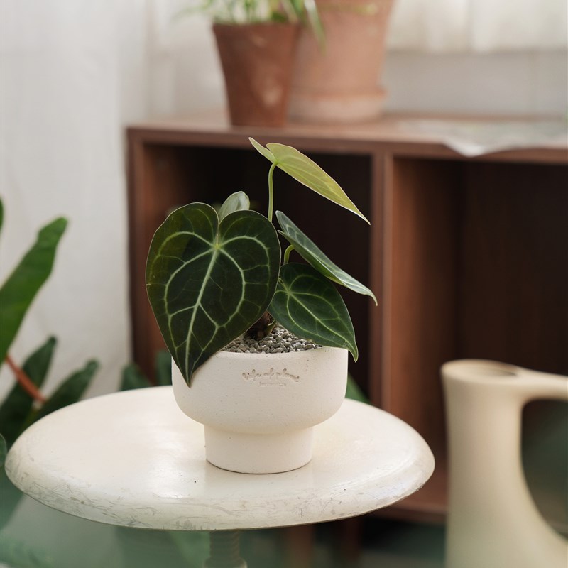 植物私生活 克莱恩水晶花烛ins风新手入门好养热植桌面小盆栽