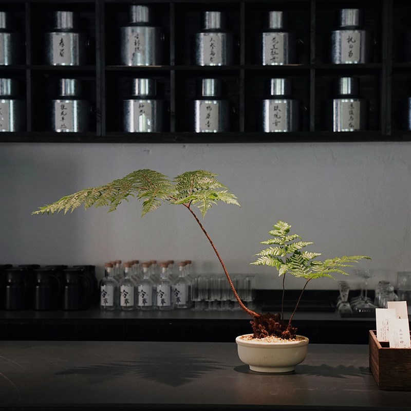 植物私生活 红鳞毛蕨国风禅意客厅吧台好养喜湿植物盆栽
