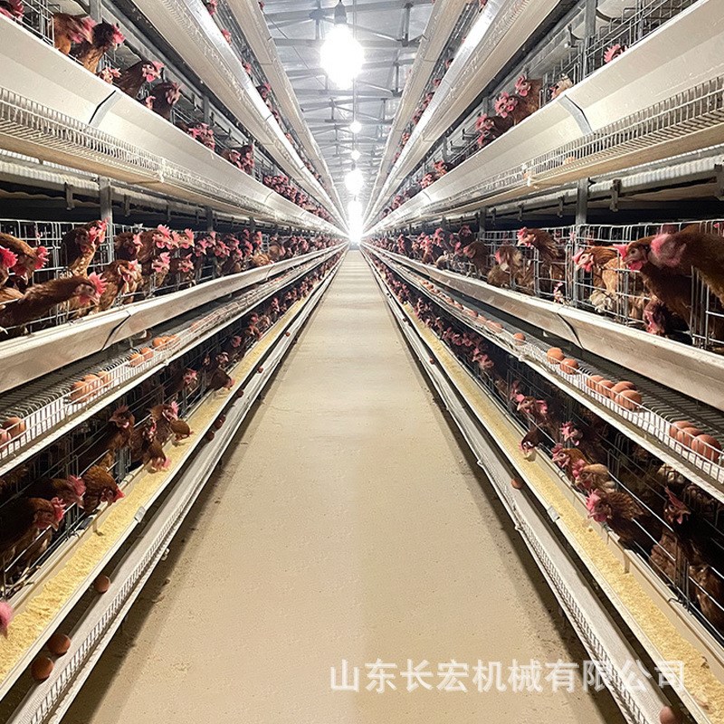 蛋鸡笼全自动立j式鸽子笼鹌鹑养殖育雏笼养殖场自动喂料肉鸡笼
