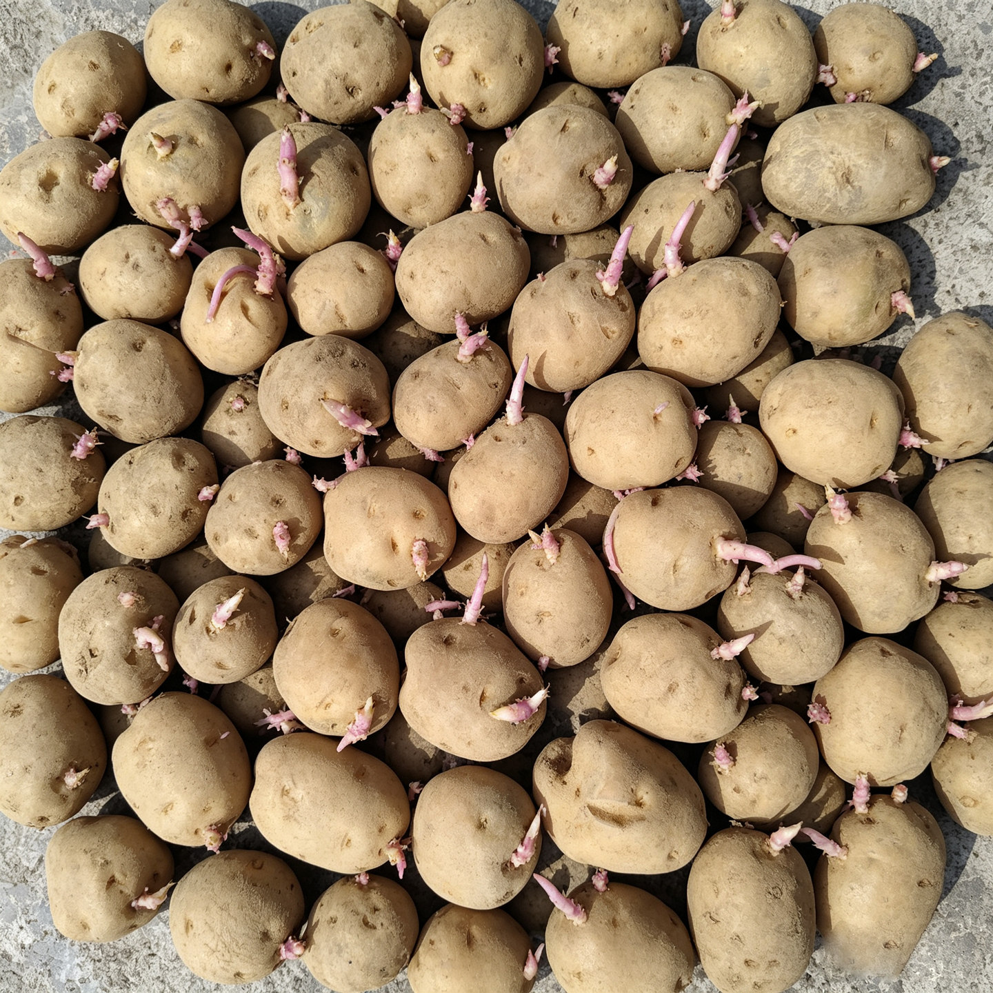 恩施正宗马尔科发芽土豆老品种
