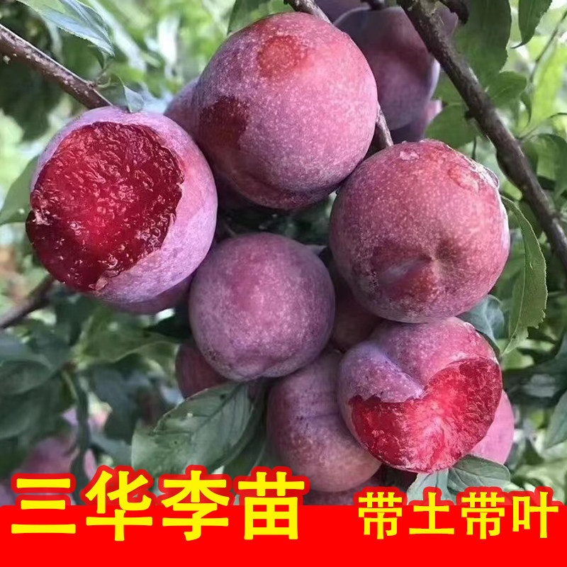 正宗红心三华李树苗嫁接银妃李苗带土带叶早熟李子苗南方种植盆栽