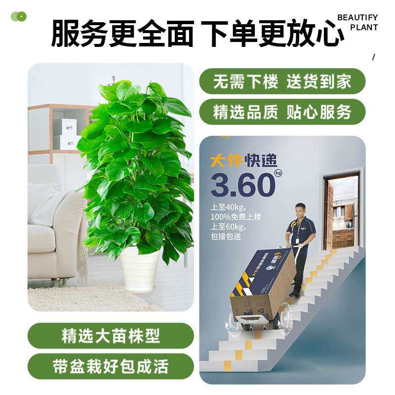 净化空气大型叶好养绿萝大盆的绿萝带盆办公室除甲醛绿植室内盆栽