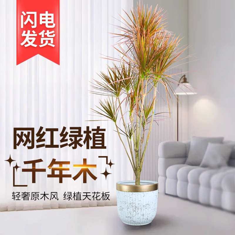 千年木客厅绿植落地式室内大盆栽真花七彩铁大型植物好养活龙血树