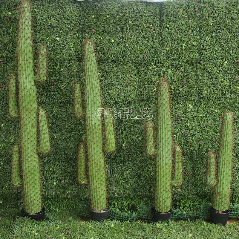 仿真肉类植物仙人掌假盆景人造仙人掌M拍摄背景家居橱窗装饰