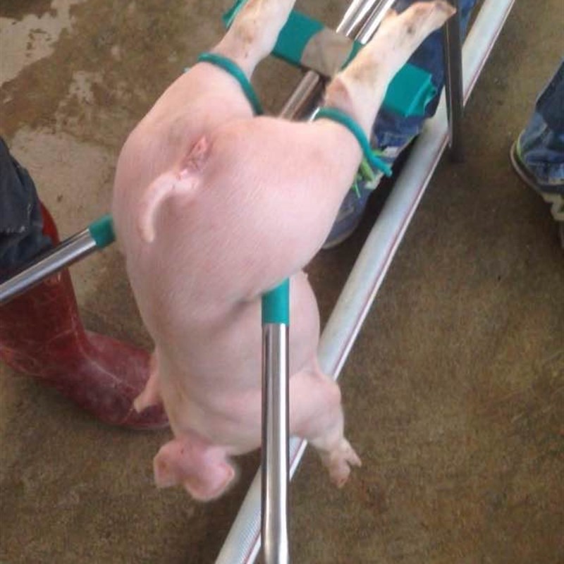 厂家不锈钢仔猪阉猪架阉割台便捷阉割架三角架畜牧养殖业机械畜