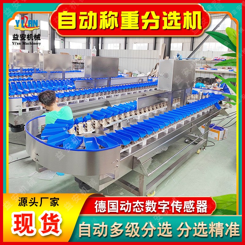 全自动海产e品重量分选机海参分级机鳕鱼罗非鱼分拣设备分选流水