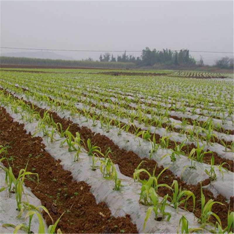 种植田园蔬菜果树白色地膜 通明膜工程建筑路面保护整卷出售地膜