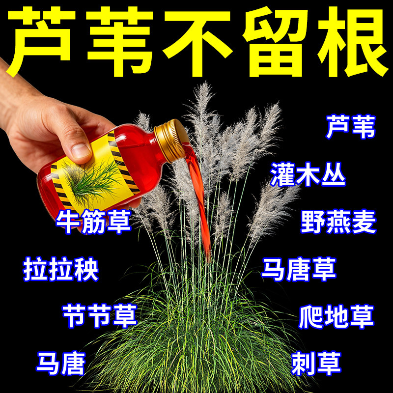 正品芦苇打草剂茅草专打芦苇茅草快速干枯连根清根烂草枯