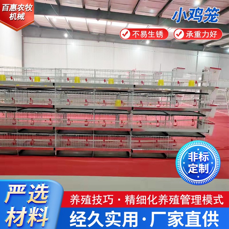 立式小鸡笼育雏鸡笼t防锈镀锌养殖设备鸡舍养鸡笼供应