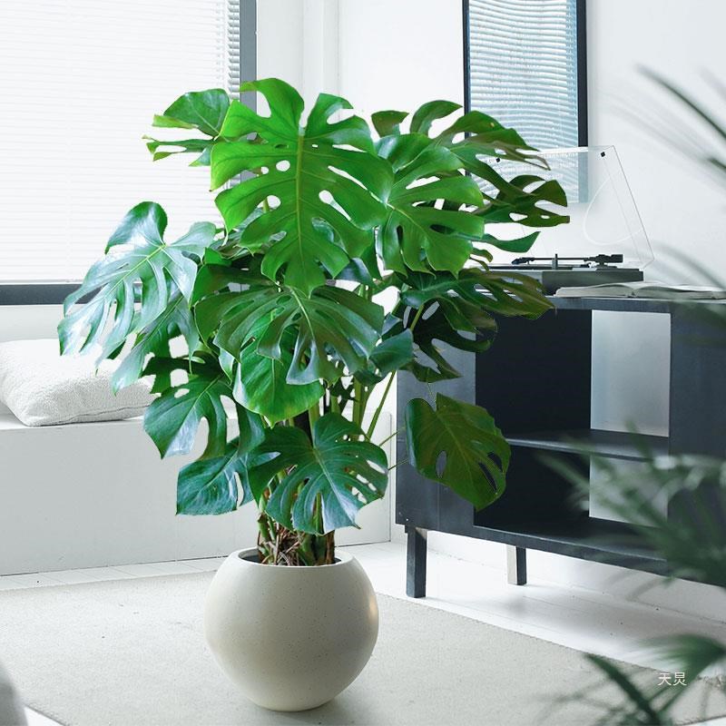 龟背竹大型盆栽北欧网红绿植室内客厅办公室大叶植物除甲醛真花卉