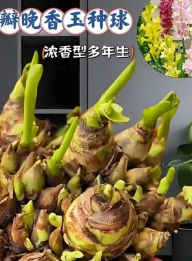 【下单立减50】基地直发-晚香玉种球正宗重瓣浓香庭院花卉盆栽ZF