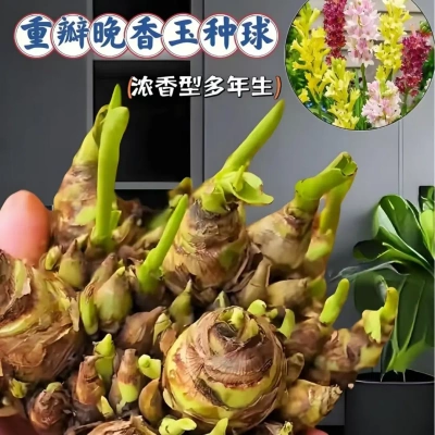 【下单立减50】基地直发-晚香玉种球正宗重瓣浓香庭院花卉盆栽ZF