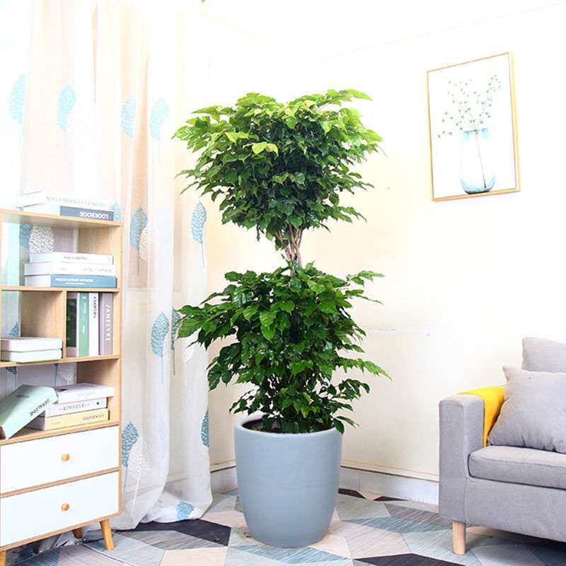 幸福树盆栽室内除甲醛大型绿植好养花卉客厅办公室家用大棵植物