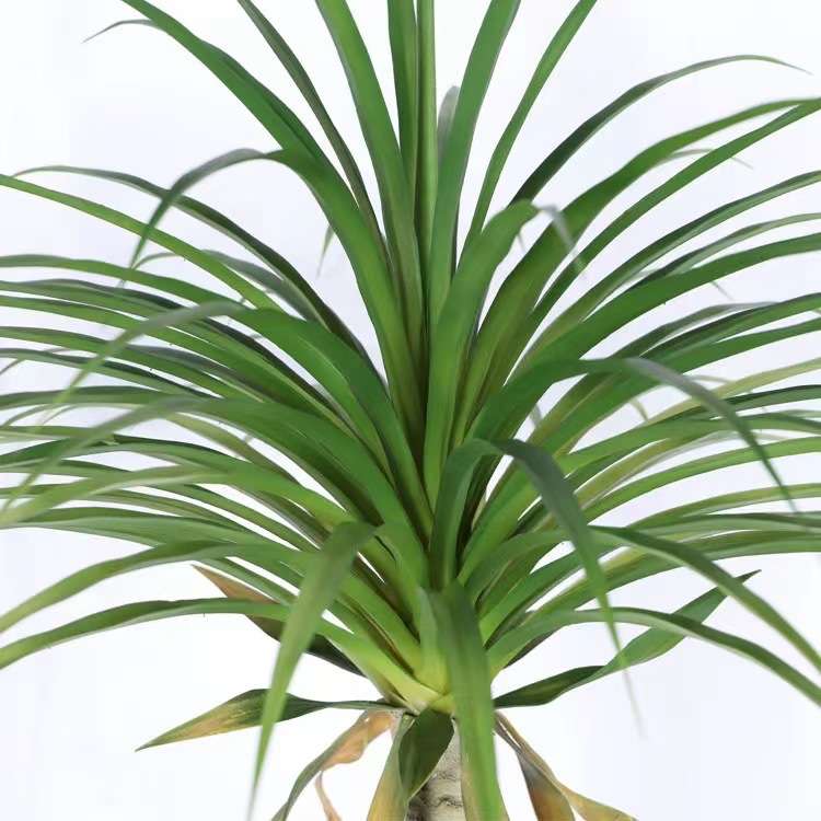 大型彷真绿色植物龙血树酒瓶兰树吊兰落地室内橱窗植物角设计造景
