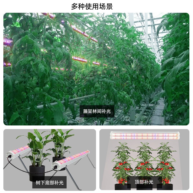 龙舌兰盆栽花卉h植物补光灯管地上树冠红光660水培增产种植生长灯