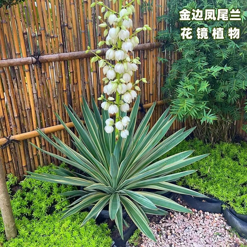 金边凤尾兰盆栽龙舌兰剑麻庭院阳台耐寒花卉四季常绿耐寒花镜植物