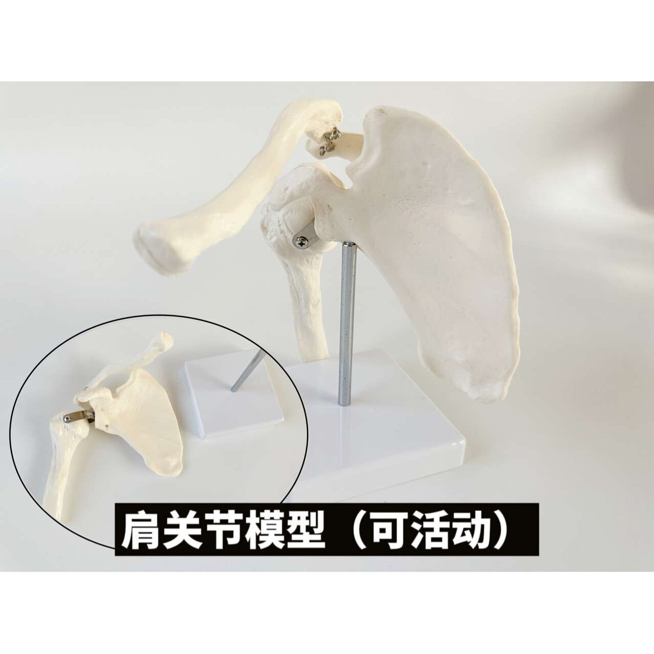 人体肩关节模型1比1可旋转活动韧带肌肉起止点肩胛骨肱骨康复瑜伽