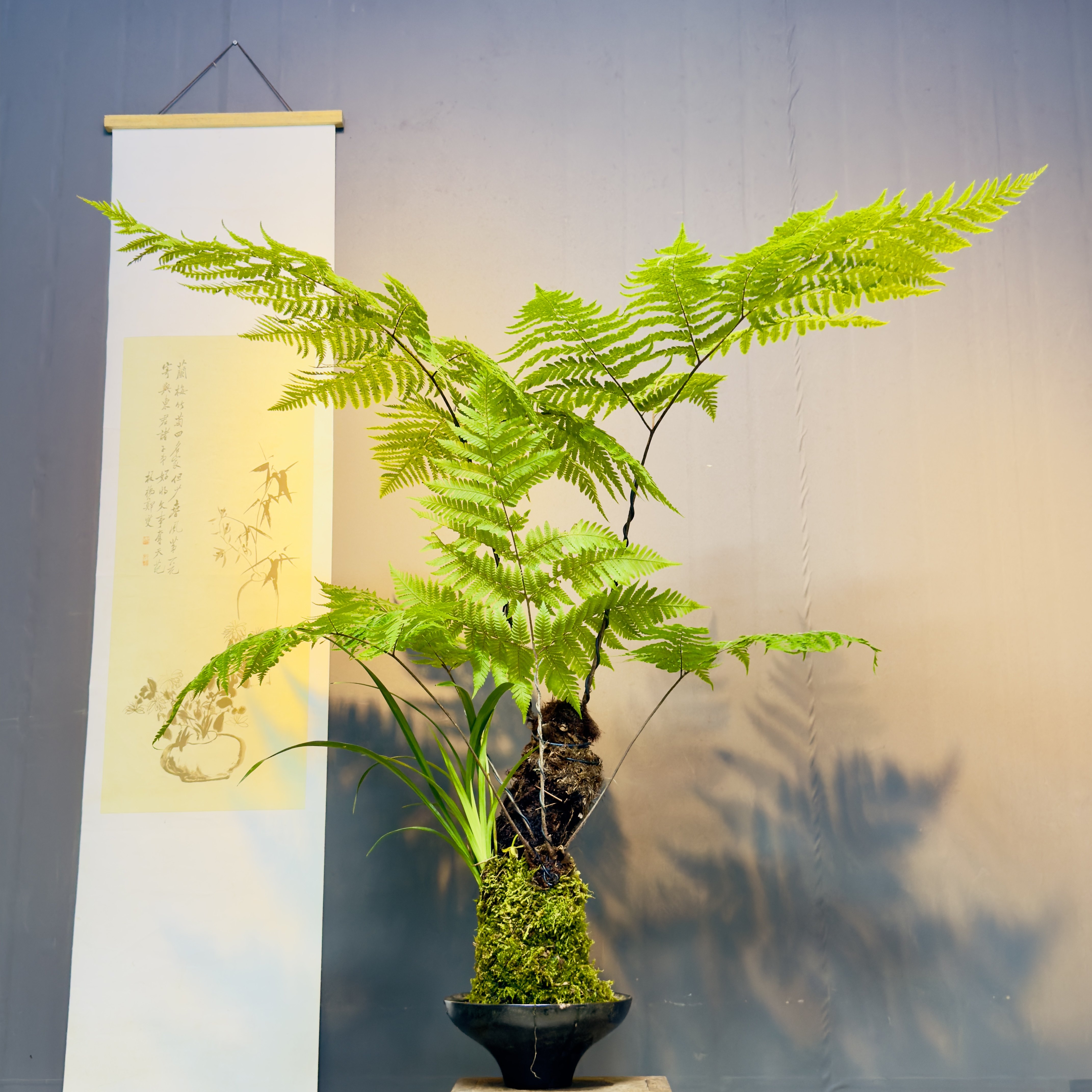 红磷蕨苔藓球喜阴水培室内绿植