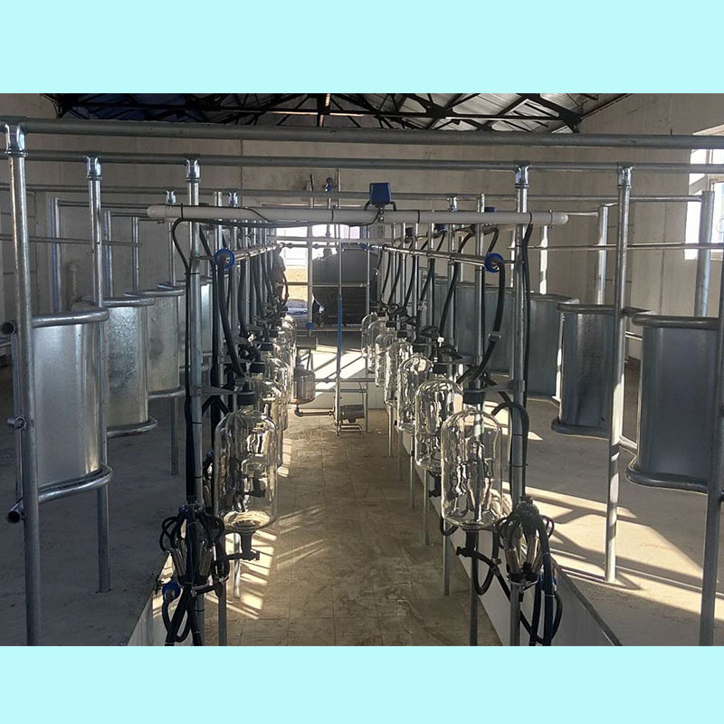 挤奶厅鱼骨式挤奶机奶牛羊用挤奶厅牧场大型挤奶设备自动挤奶机
