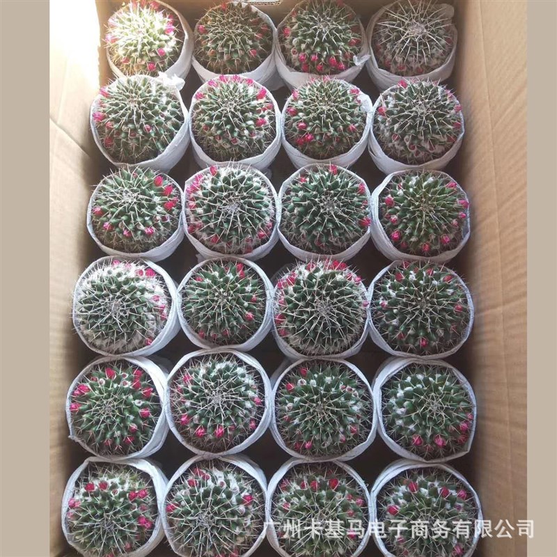 【基地】毛象开花仙人球多肉植物花卉小N盆栽桌面办公桌居家