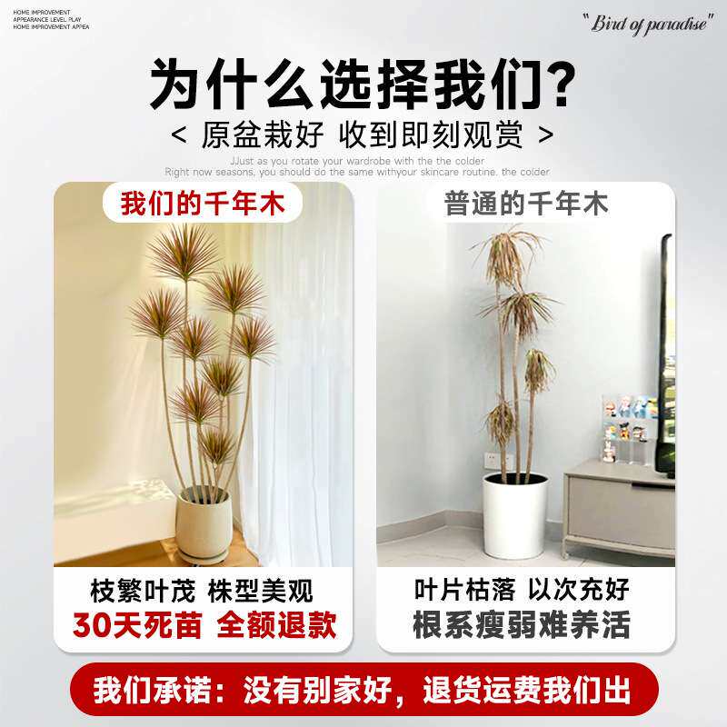 千年木客厅绿植大型植物盆栽造景室内七彩铁龙血树落地式好养真树