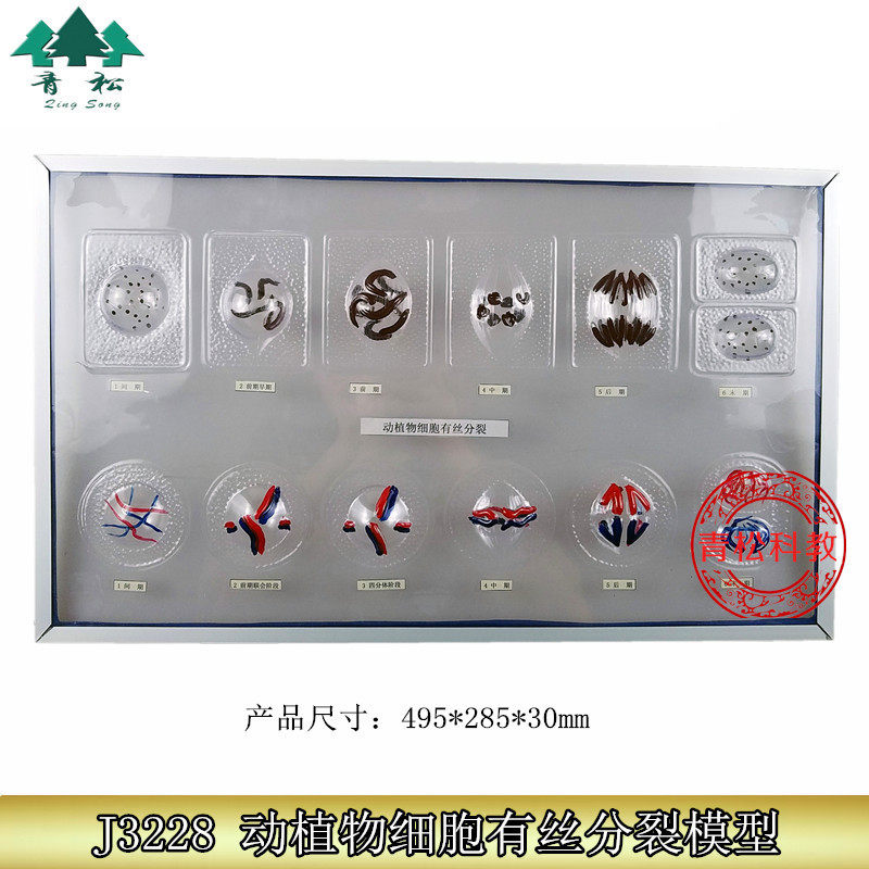 动植物细胞有丝分裂模型动物细胞减数分裂模型植物细胞生物教具