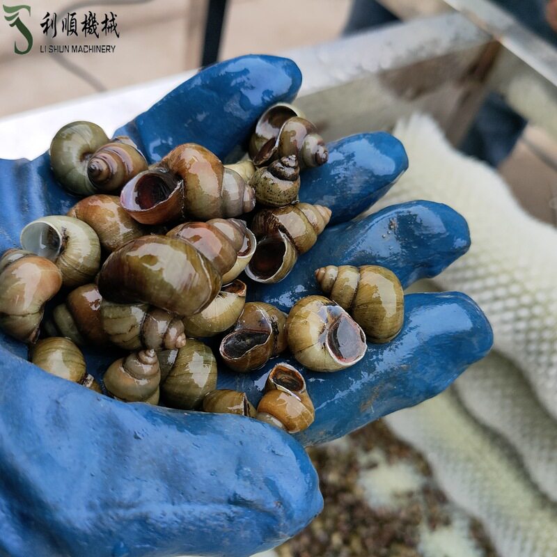 现捞田螺毛辊清洗机 批发毛辊清洗机 扇贝海蛎子硬毛刷清洗设备