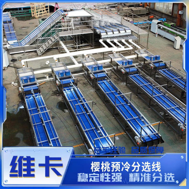 车厘子樱珠加工流水线 预冷清洗分拣 圣女果分选机 樱桃分级机