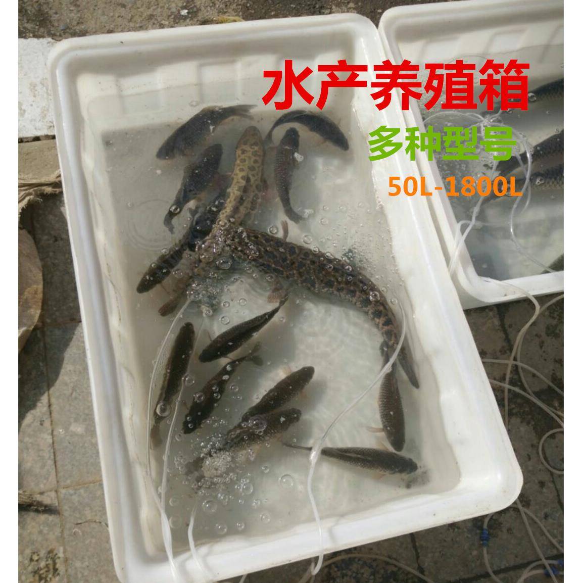 供应各种规格塑料白盆 深浅方盘 白色方形养殖箱龙虾 环保耐用