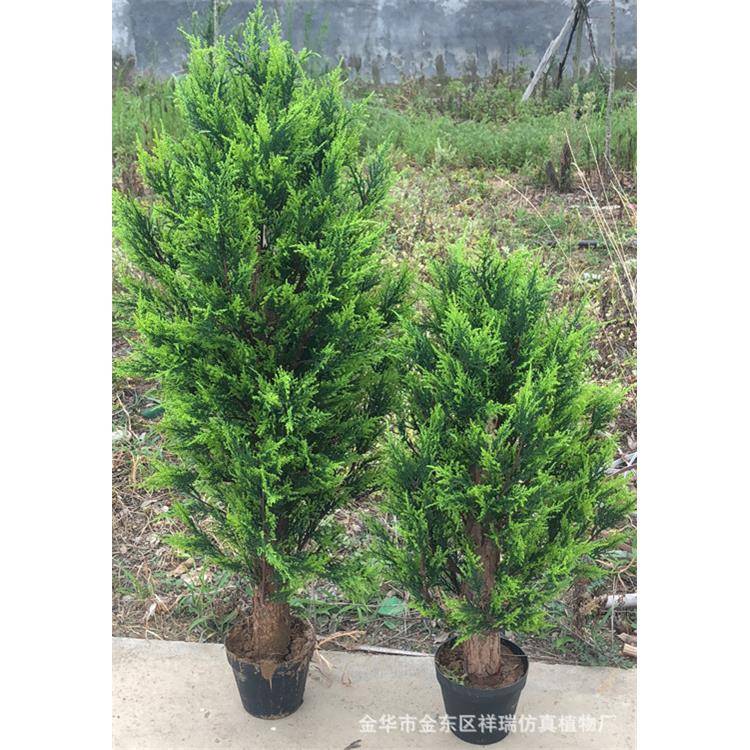 仿真植物柏树枝侧柏树圣诞叶美人松盆栽小柏叶罗汉松盆栽松树销售图片
