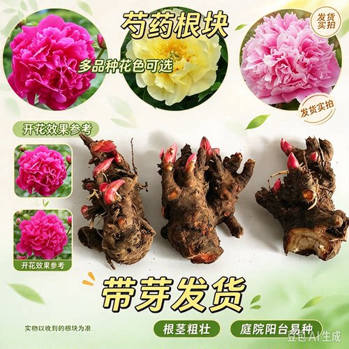 【拍一发三】瓣芍药花根块阳台花园盆栽庭院地花卉种球芍药根块wy