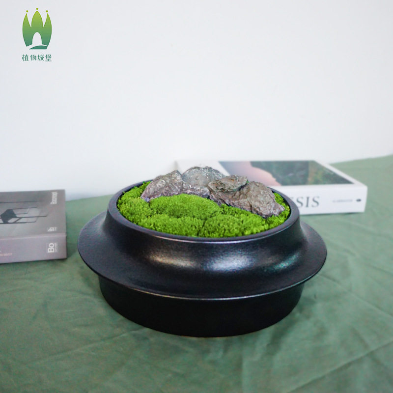 苔藓微观植物盆栽禅意桌面绿植盆栽日式青苔创意盆景新中式摆件