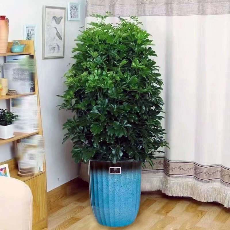 【吸甲醛】室内绿植鸭脚木盆栽八方来财招财树水培花卉植物好养活