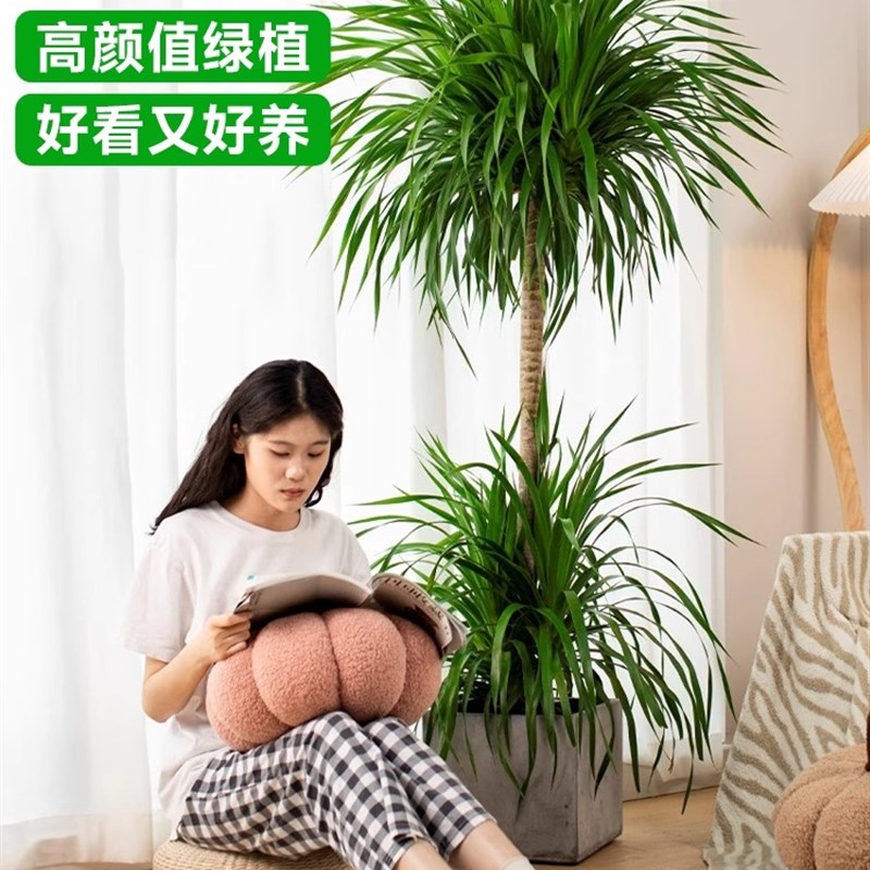 龙血树盆栽绿植室内大型客厅大盆景真花龙铁龙须树办公室落地植物