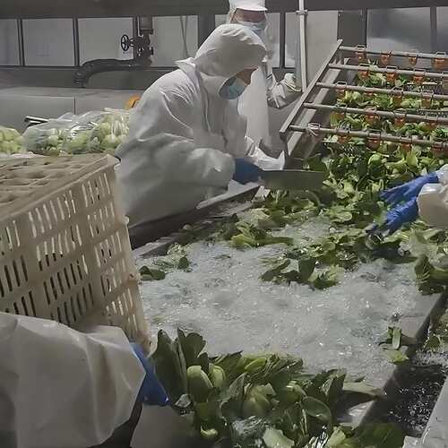 大型蔬菜漂烫杀青机漂烫杀青连续脱水流水线手剥笋预煮漂烫杀青机
