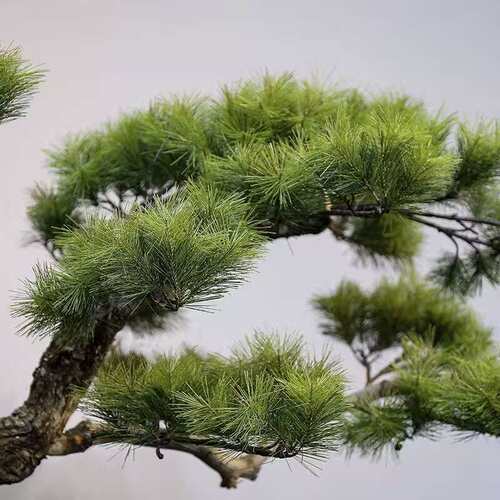精品仿真迎客松假树罗汉松新中式室内造景绿植景观橱窗楼梯下装饰