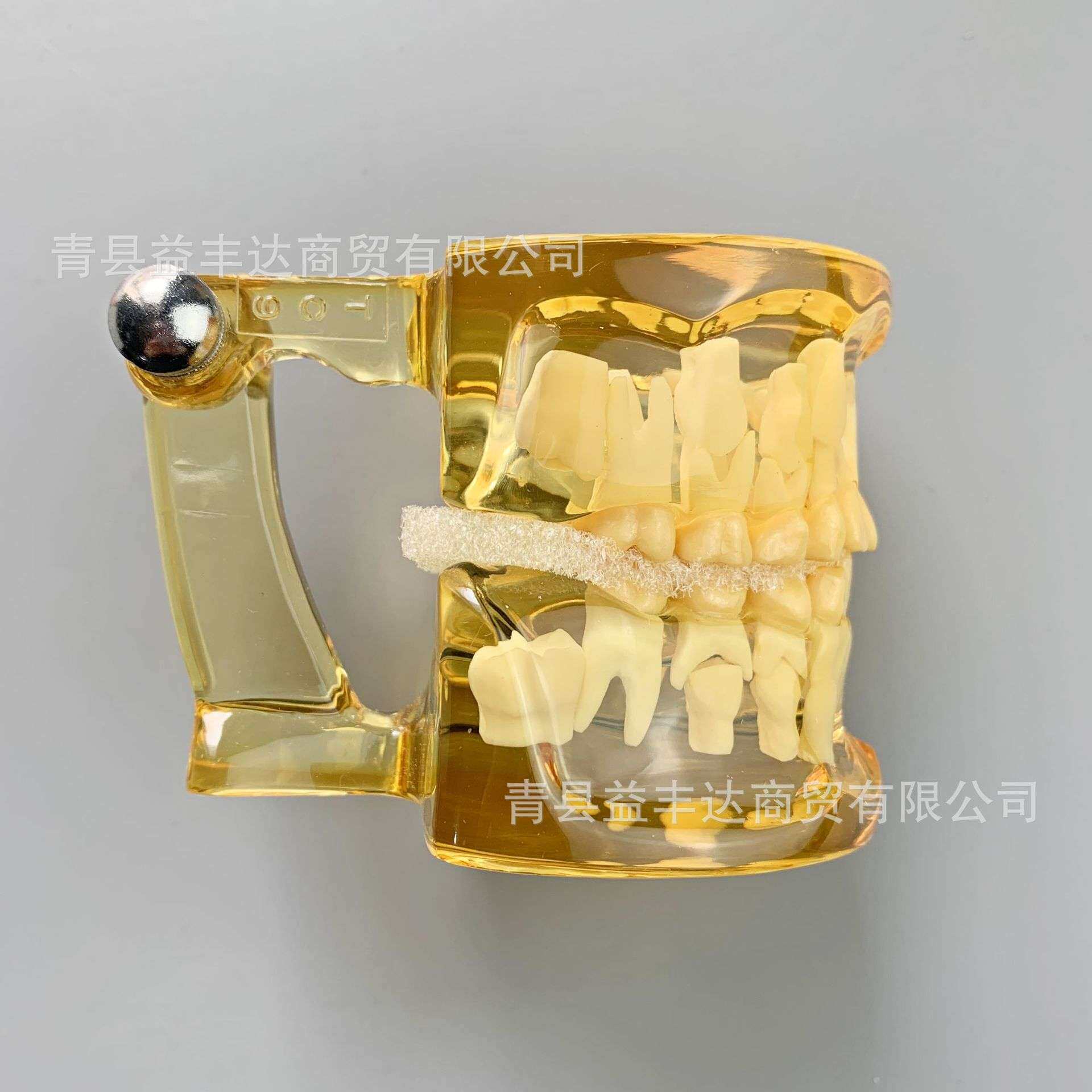 外贸乳恒交替模型牙齿模型乳恒牙交替模型