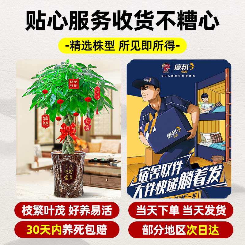大型绿植发财树盆栽室内大型招财树大棵办公室客厅绿植物花卉盆景