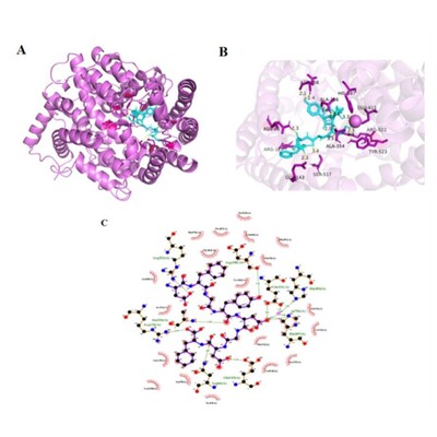 分子对接分子动力学模拟结果可视化结合位点可视化蛋白小肽结合
