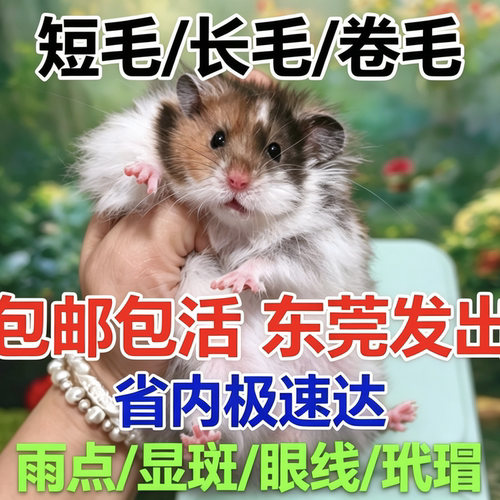 仓鼠熊家养波利金丝熊长毛卷毛黑波利黄波利蜜波利火波利鸽灰波利