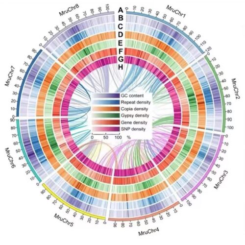 GWAS 孟德尔随机化 meta 共定位 SMR教学和代做服务