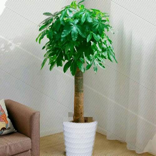 独干发财树室内客厅盆景大绿植常青植物盆栽花卉发财树包邮