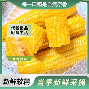 东北原味黄糯玉米真空包装健康粗粮软糯香甜