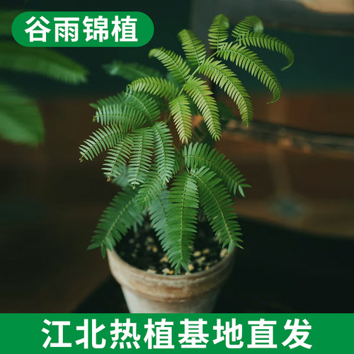 密叶猴耳环苗日本进口原种小豆树四季好养室内大型盆栽网红绿植
