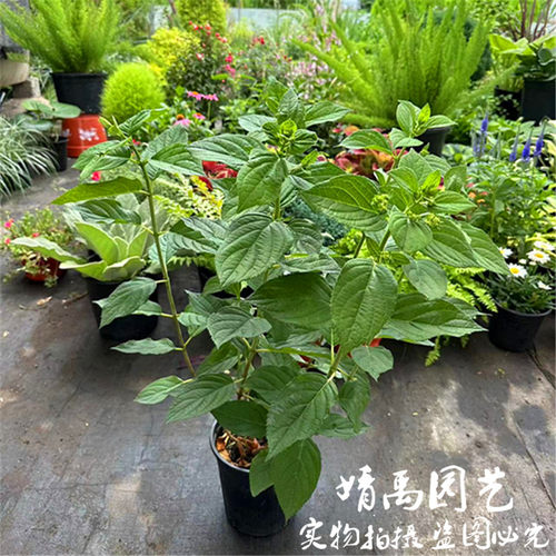 夏天耐晒 圆锥绣球 石灰灯木绣球花香草草莓花园花苗大苗活力青柠
