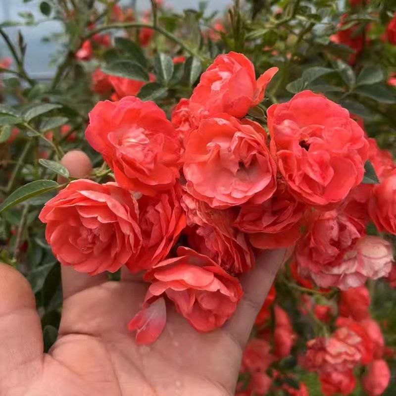 四季橙木香花苗 爬藤蔷薇苗四季开花木香花