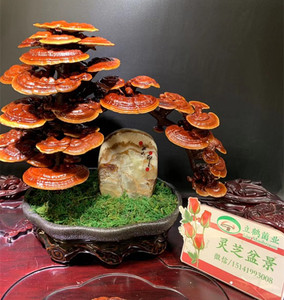 精品天然玉石摆件 泰山石灵芝盆景 立鹤菌业摆件灵芝 真灵芝