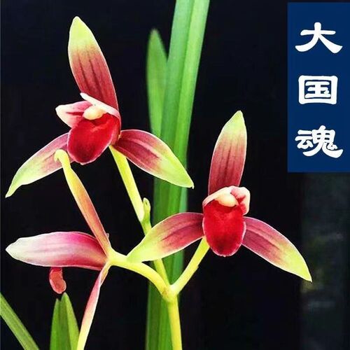 建兰国魂  建兰铭品八大红花之一 川产四季兰传统色花铭品