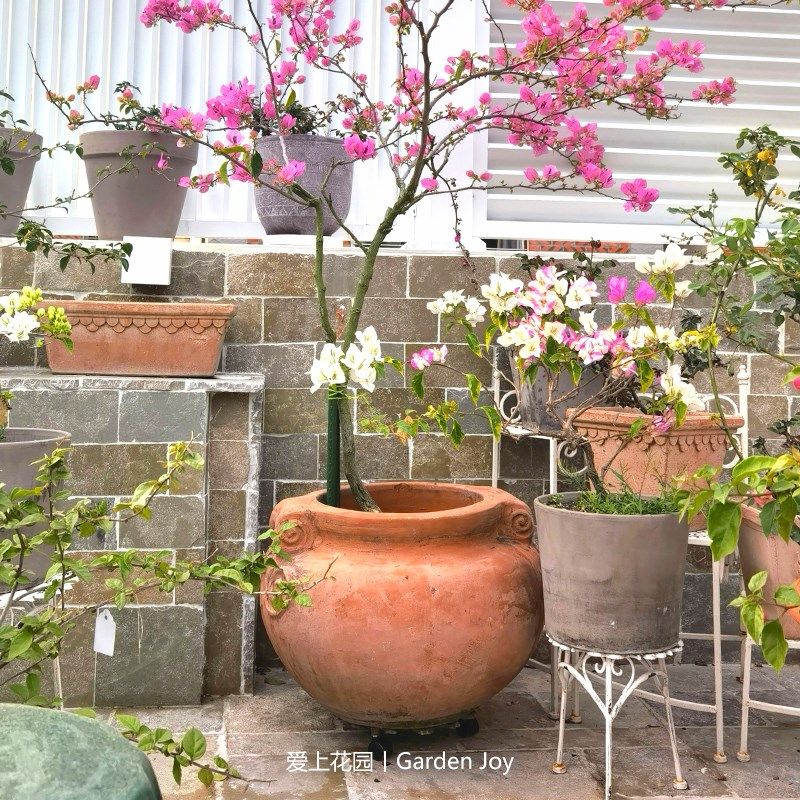 爱上花园丨荷兰工厂 红陶粗陶花盆 花园装饰摆件 卷耳大肚坛
